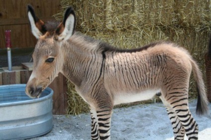 hibrizi de animale (17 poze) - iubitorii de site-ul de animale (rapid măgari inteligente) hibrizi de animale (17 poze) - iubitorii de site-ul de animale