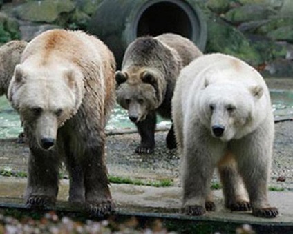 hibrizi de animale (17 poze) - iubitorii de site-ul de animale (Grizzly) hibrizi de animale (17 poze) - iubitorii de site-ul de animale