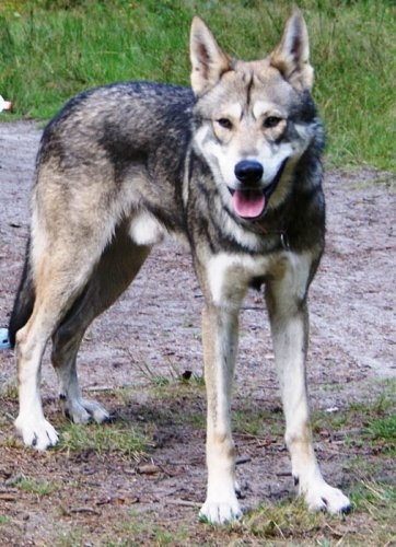 hibrizi de animale (17 poze) - iubitorii de site-ul de animale (mai mult) hibrizi de animale (17 poze) - iubitorii de site-ul de animale