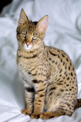 hibrizi de animale (17 poze) - site-ul iubitorilor de animale (Serval) hibrizi de animale (17 poze) - iubitorii de site-ul de animale