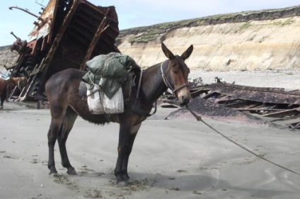 hibrizi de animale (17 poze) - iubitorii de site-ul de animale (zebră) hibrizi de animale (17 poze) - iubitorii de site-ul de animale