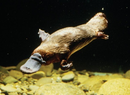 Pet platypus (mamifer) Platypus pentru animale de companie