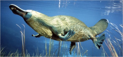 platypus Animal (Platypus) Platypus pentru animale de companie