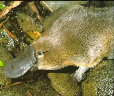 Pet Platypus (animale) Platypus pentru animale de companie
