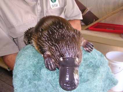 Pet Platypus fotografie Platypus (Platypus) Animal fotografie duckbill Platypus