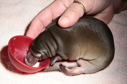 Pet Platypus fotografie Platypus (Platypus) Animal fotografie duckbill Platypus