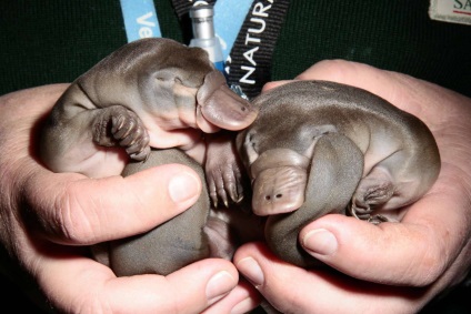 Animal fotografie duckbill Platypus (foto Platypus) Animal fotografie duckbill Platypus