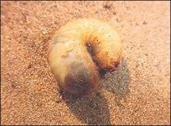 Gândacii și muște, imitând-le - Lecții acoperi entomologie - entomologie - și zbura de pescuit (muscă) Gândacii și muște, imitând-le - Lecții acoperi entomologie - Entomologie - zbura de pescuit și