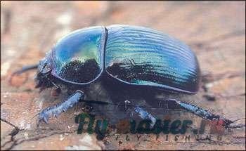 Gândacii și muște, imitând-le - Lecții acoperi entomologie - Entomologie - zbura de pescuit și (imitație) Gândacii și muște, imitând-le - Lecții acoperi entomologie - Entomologie - zbura de pescuit și