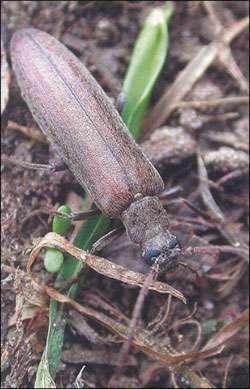 Gândacii și muște, imitând-le - Lecții acoperi entomologie - Entomologie - zbura de pescuit și (sinoptică) Gândacii și muște, imitând-le - Lecții acoperi entomologie - Entomologie - zbura de pescuit și