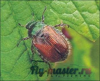 Gândacii și muște, imitând-le - Lecții acoperi entomologie - entomologie - și zbura de pescuit (muscă) Gândacii și muște, imitând-le - Lecții acoperi entomologie - Entomologie - zbura de pescuit și
