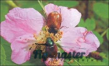 Gândacii și muște, imitând-le - Lecții acoperi entomologie - Entomologie - zbura de pescuit și (Phyllopertha Horticola Scarabeidae) Gândacii și muște, imitând-le - Lecții acoperi entomologie - Entomologie - zbura de pescuit și