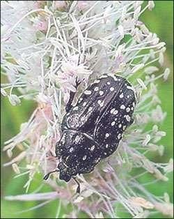 Gândacii și muște, imitând-le - Lecții acoperi entomologie - entomologie - și zbura de pescuit (muscă) Gândacii și muște, imitând-le - Lecții acoperi entomologie - Entomologie - zbura de pescuit și