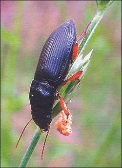 Gândacii și muște, imitând-le - Lecții acoperi entomologie - Entomologie - zbura de pescuit și (Phyllopertha Horticola Scarabeidae) Gândacii și muște, imitând-le - Lecții acoperi entomologie - Entomologie - zbura de pescuit și