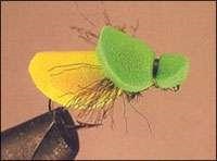 Gândacii și muște, imitând-le - Lecții acoperi entomologie - Entomologie - zbura de pescuit și (ii) Gândacii și muște, imitând-le - Lecții acoperi entomologie - Entomologie - zbura de pescuit și
