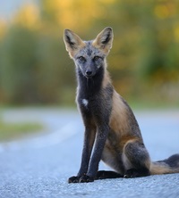 cele mai frumoase specii de 7 lume de vulpi