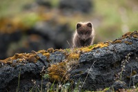 cele mai frumoase specii de 7 lume de vulpi