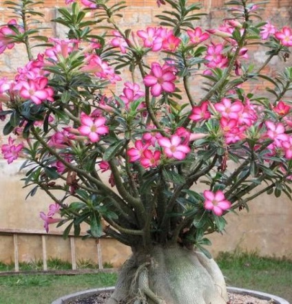 ingrijire Adenium in casa 1