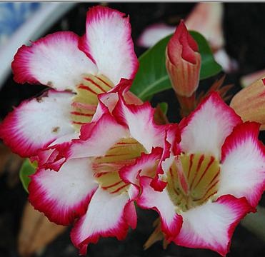 ingrijire Adenium in casa 1