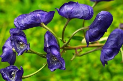 Aconit este dispune de o plantă otrăvitoare, fotografii