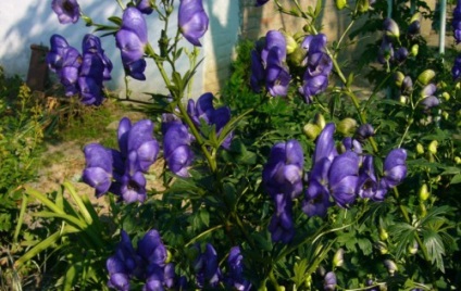 Aconit este dispune de o plantă otrăvitoare, fotografii