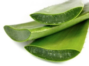 plante Aloe în special la o metode rece și principale de tratament (plante) plante Aloe în special la frig și principalele metode de tratament