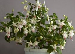 Ampelnoe Fuchsia (fuchsia) ampelnye fuchsia
