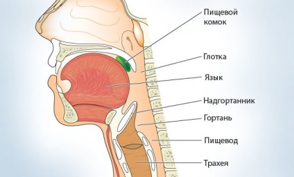 Anatomia gâtului uman (Human) anatomie umană gât