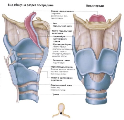 Anatomia gâtului uman (Human) anatomie umană gât