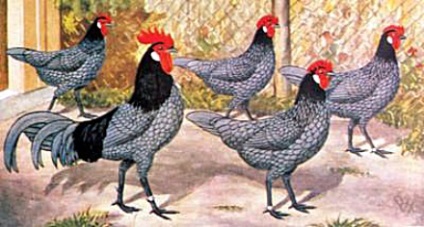 pui rasa andaluze (andaluz) pui rasa andaluze