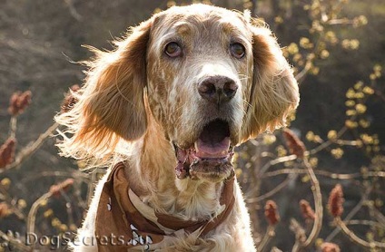 Setter englez, descrierea rasei, caracterul, povestea și foto (caractere) Setter englez, descrierea rasei, caracterul, poveste și fotografii