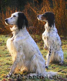 Setter englez, descrierea rasei, caracterul, povestea și foto (caractere) Setter englez, descrierea rasei, caracterul, poveste și fotografii