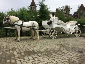 Angajezi antrenori - cal de platină (comanda antrenor de nunta) Angajezi antrenori - cal de platină