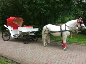 Închirieri autocare - cal de platină (cal) Angajezi antrenori - cal de platină