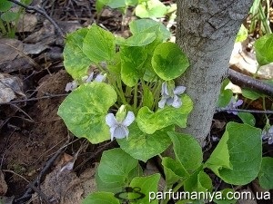 Parfum miros violet (Violette Precieuse Caron) Parfumurile cu mirosul de violete