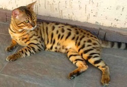 Culoare Bengal (culoare rare Bengal) culoare Bengal