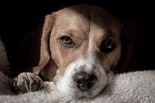 îngrijire Beagle, hrănirea, întreținerea și formarea de fotografii, cum să aibă grijă de dinti, ochi și gheare