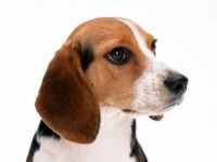 îngrijire Beagle, hrănirea, întreținerea și formarea de fotografii, cum să aibă grijă de dinti, ochi și gheare