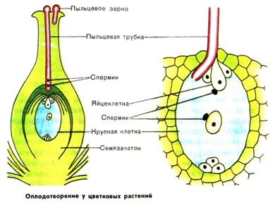 11 bilet (specie de cultură) bilet 11