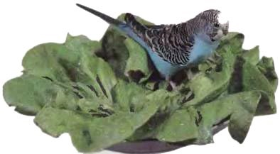 Boala Parrot - budgies (perusi) Boala Parrot - budgies