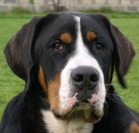 O mai mare elvețian de munte Bovine Dog, descriere rasa (mare) O mai mare elvețian de munte Bovine Dog, descriere rasa