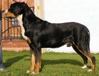 Elvețian Munte Bovine Dog Mare, descriere rasa (câine) O mai mare elvețian de munte Bovine Dog, descriere rasa