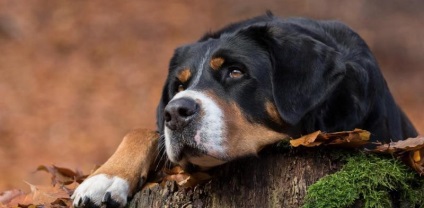 Greater Swiss Mountain Dog (60 poze) rasa de caini, ce fel de scoțian brut