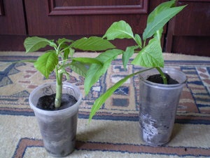 Secretele Brugmansia butași de reproducție