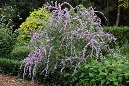 Buddleja - plantare, îngrijire, grad, descriere, fotografie