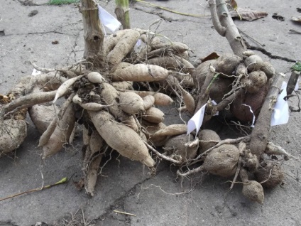 butași dalie în tehnologia de reproducere de primăvară, foto, video (Dahlia) butași dalie în tehnologia de reproducere de primăvară, foto, video