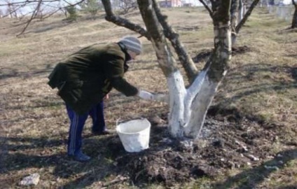 copaci de încălțăminte din scoarță de copac, trunchiuri de copaci împotriva dăunătorilor din toamna, cum se face, cum, unelte, fotografii,