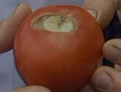 Ce este o pată de culoare brună de tomate, metodele de control și prevenire a bolilor