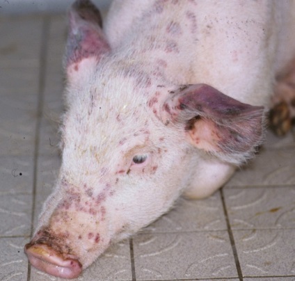 infecția cu circovirus, porci