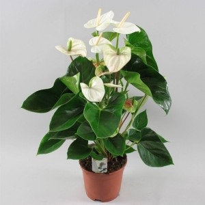 Flori fericire de sex masculin (frunze uscate) Floare de sex masculin fericire